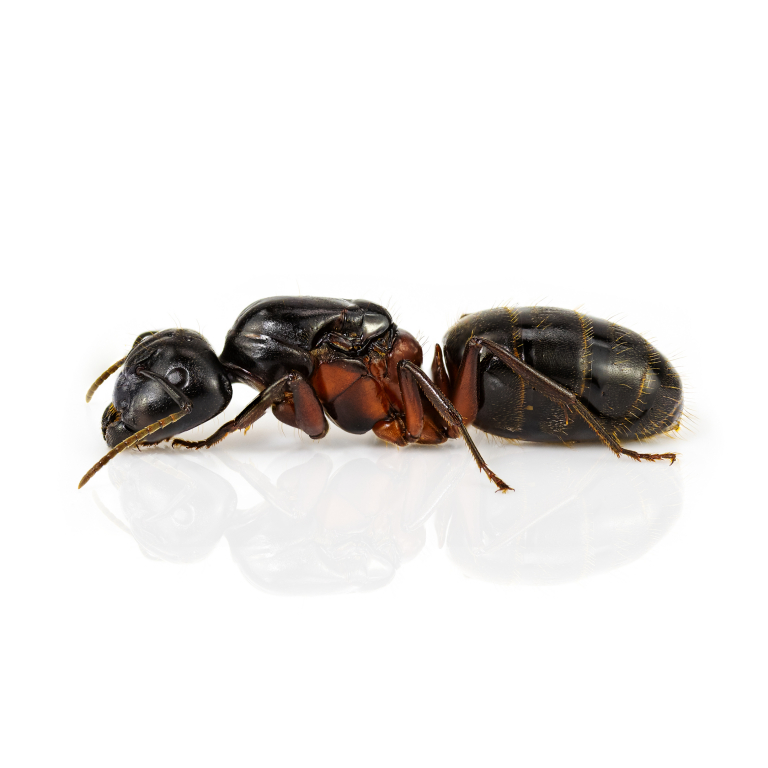 Camponotus herculeanus (Schwarze Rossameise)